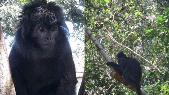 Penampakan Lutung Jawa di Demak Apa yang Terjadi.bluedragonjournal (1)