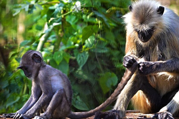 Penampakan Lutung Jawa di Demak Apa yang Terjadi.bluedragonjournal (2)