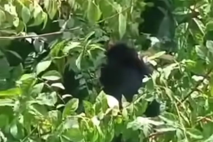 Penampakan Lutung Jawa di Demak Apa yang Terjadi.bluedragonjournal (3)