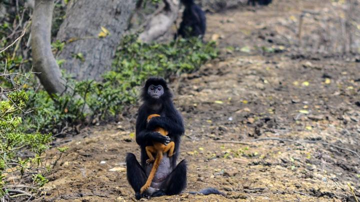 Penampakan Lutung Jawa di Demak: Apa yang Terjadi?