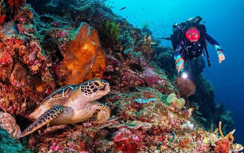 Pesona Karang dan Biota Laut di Pulau Bunaken yang Memukau Dunia.bluedragonjournal (2)