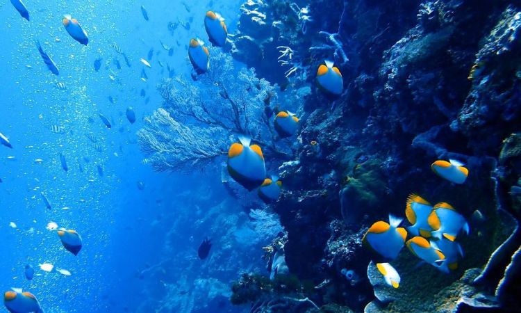 Pesona Karang dan Biota Laut di Pulau Bunaken yang Memukau Dunia.bluedragonjournal.com